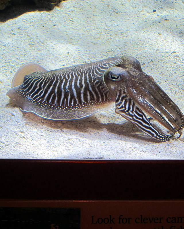 An amazing cuttlefish